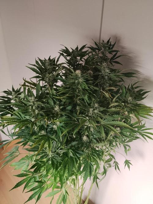 Tropicana Cookies Auto Zamnesia. Week 10