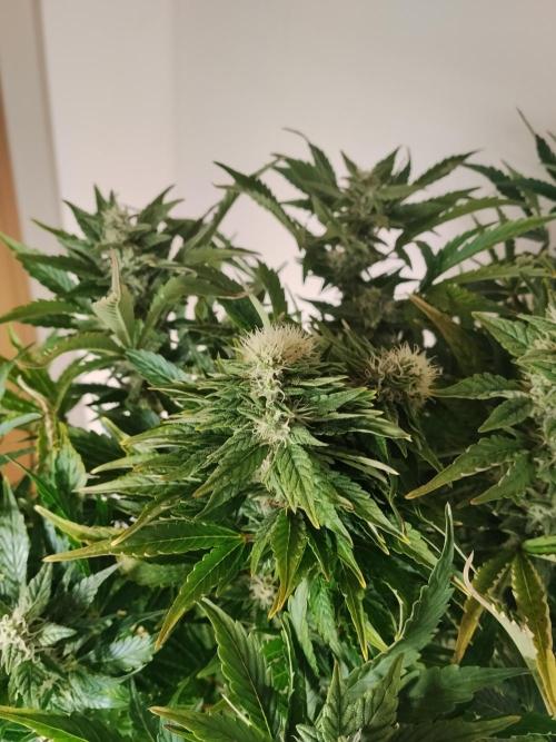 Tropicana Cookies Auto Zamnesia. Week 10