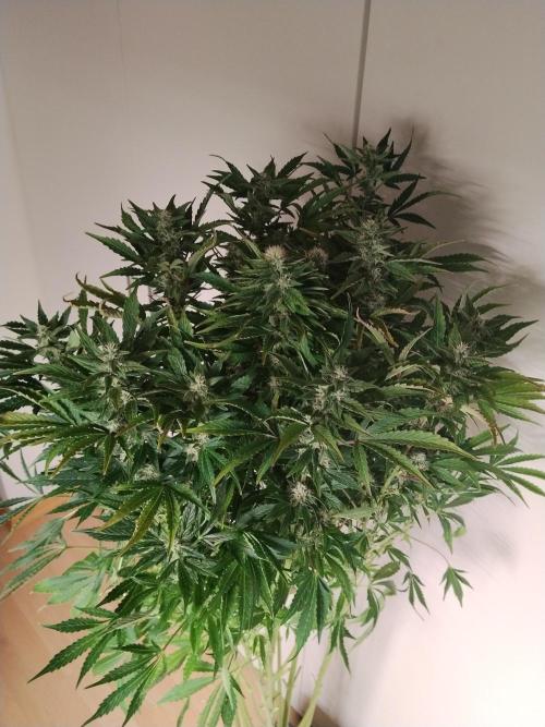 Tropicana Cookies Auto Zamnesia. Week 10