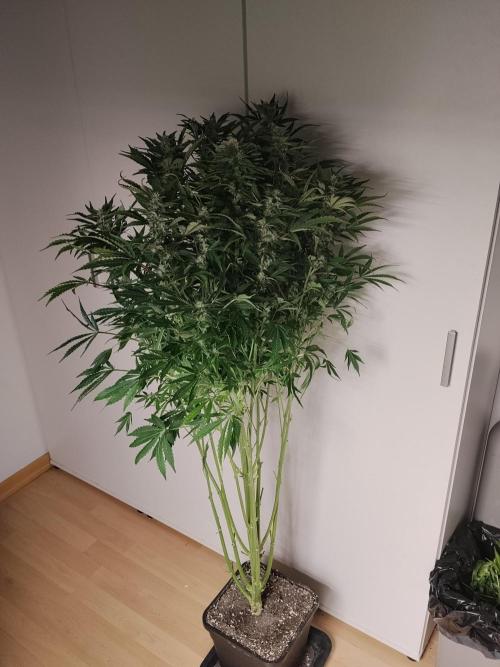 Tropicana Cookies Auto Zamnesia. Week 10