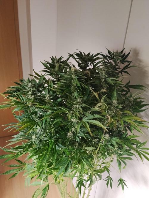 Tropicana Cookies Auto Zamnesia. Week 10