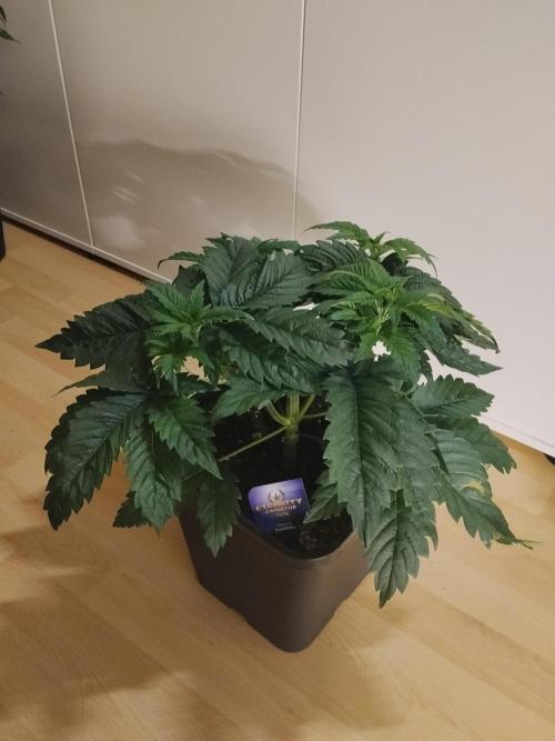 Sticky Brokkoli Zamnesia Eternity Cup. Week 4