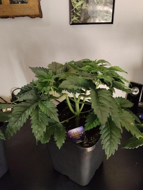 Sticky Brokkoli Zamnesia Eternity Cup. Week 4