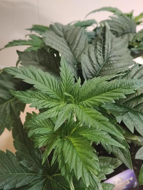 Sticky Brokkoli Zamnesia Eternity Cup. Week 4