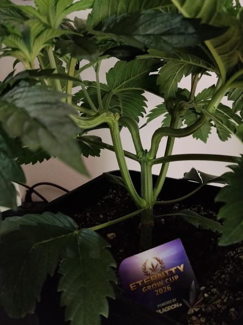 Sticky Brokkoli Zamnesia Eternity Cup. Week 4