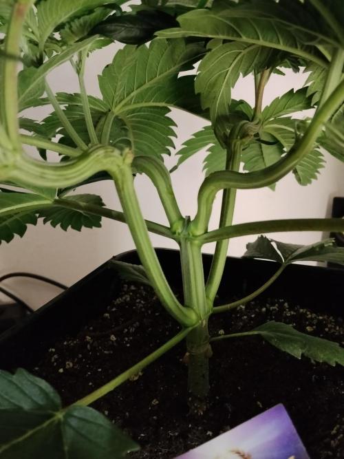 Sticky Brokkoli Zamnesia Eternity Cup. Week 4