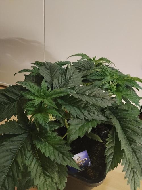 Sticky Brokkoli Zamnesia Eternity Cup. Week 4