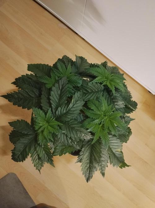 Sticky Brokkoli Zamnesia Eternity Cup. Week 4