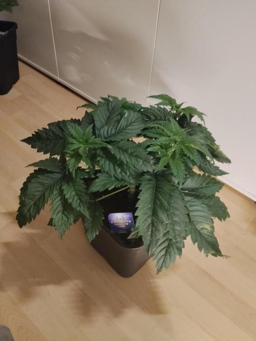 Sticky Brokkoli Zamnesia Eternity Cup. Week 4
