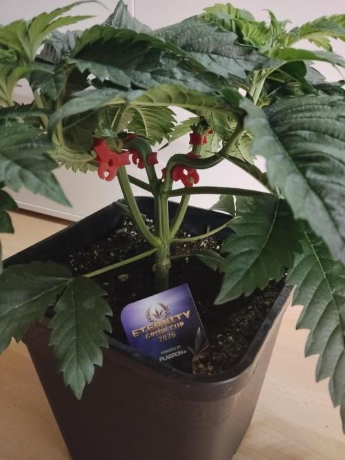 Sticky Brokkoli Zamnesia Eternity Cup. Week 4