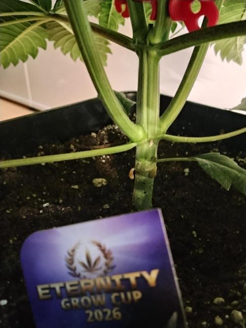 Sticky Brokkoli Zamnesia Eternity Cup. Week 4