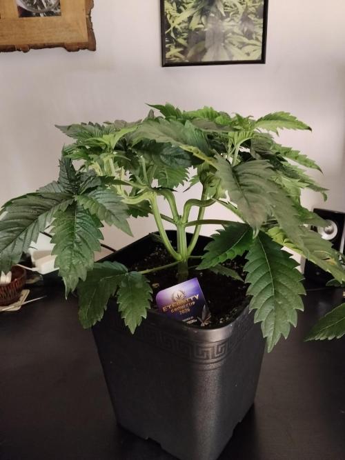 Sticky Brokkoli Zamnesia Eternity Cup. Week 4
