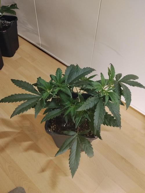 Blue Zushi Dutch Passion. Week 4