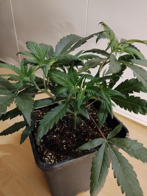 Blue Zushi Dutch Passion. Week 4