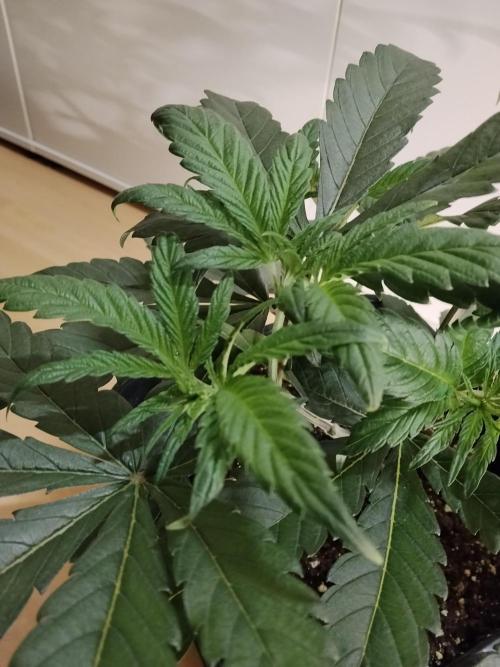 Blue Zushi Dutch Passion. Week 4