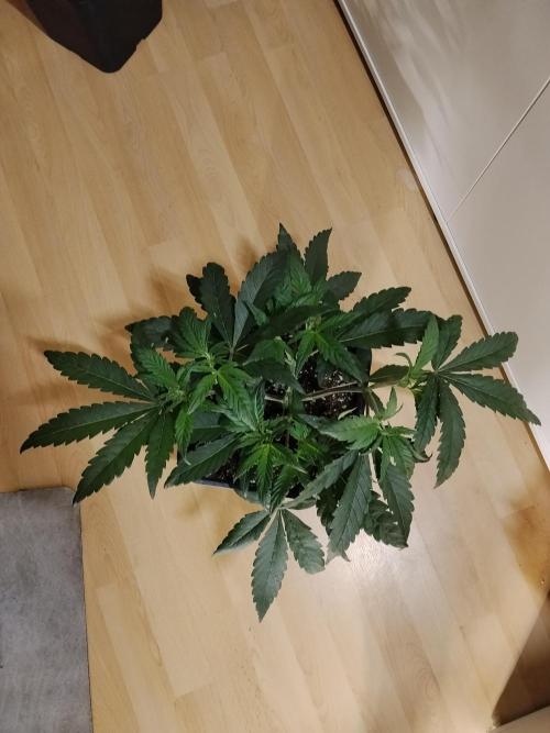 Blue Zushi Dutch Passion. Week 4