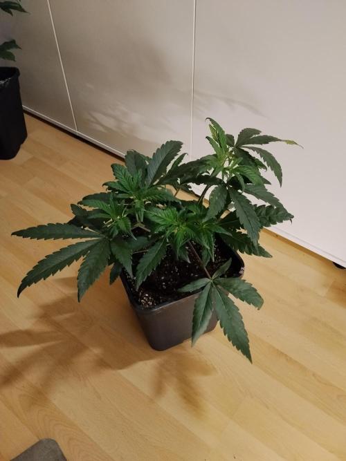 Blue Zushi Dutch Passion. Week 4