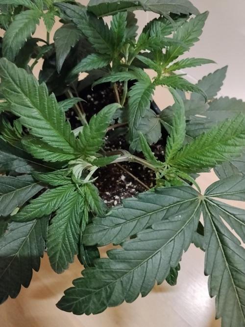 Blue Zushi Dutch Passion. Week 4