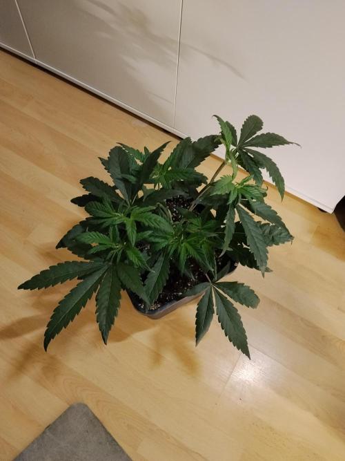 Blue Zushi Dutch Passion. Week 4