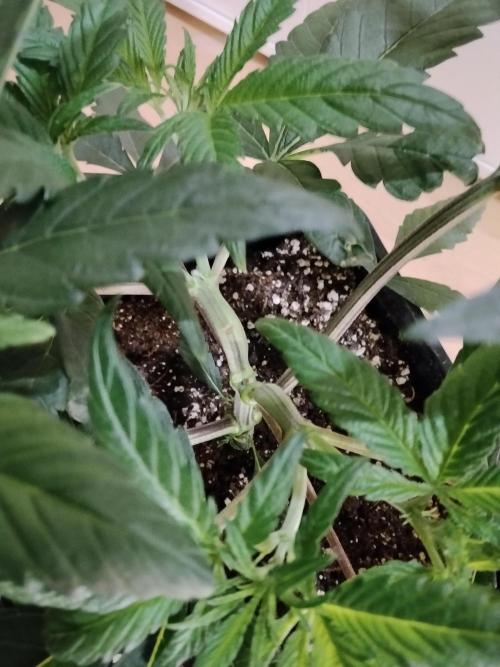 Blue Zushi Dutch Passion. Week 4