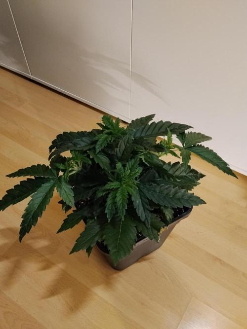 Slurricane Zamnesia. Week 4