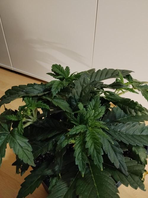 Slurricane Zamnesia. Week 4