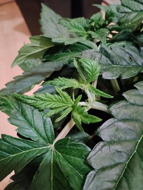 Slurricane Zamnesia. Week 4