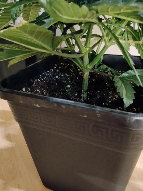 Slurricane Zamnesia. Week 4
