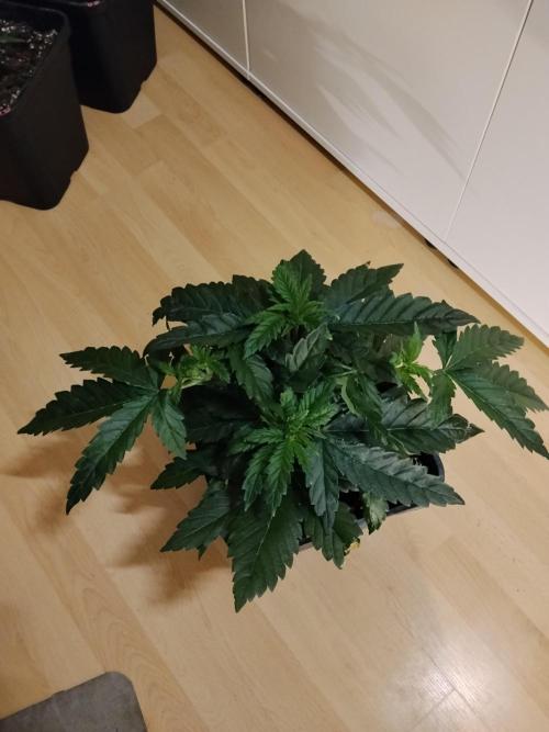 Slurricane Zamnesia. Week 4