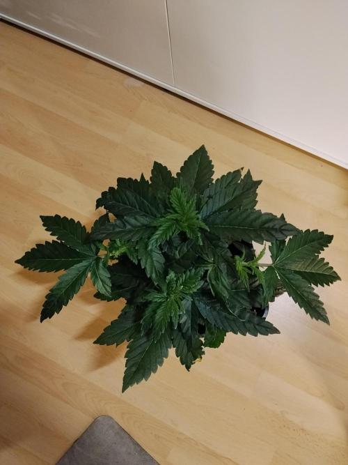 Slurricane Zamnesia. Week 4