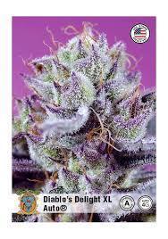Diablos Delights XL Auto #2. Week 3