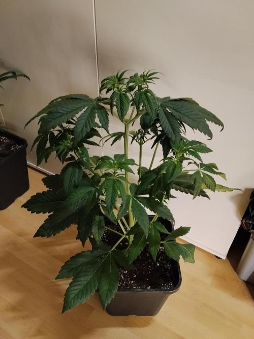 Diablos Delights XL Auto #2. Week 4