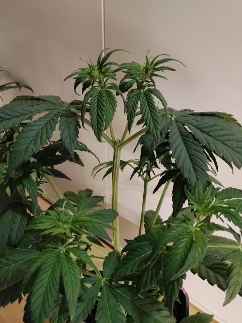 Diablos Delights XL Auto #2. Week 4