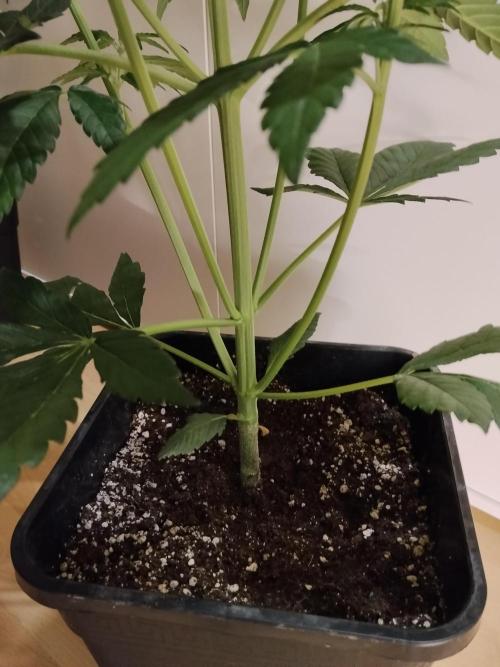 Diablos Delights XL Auto #2. Week 4