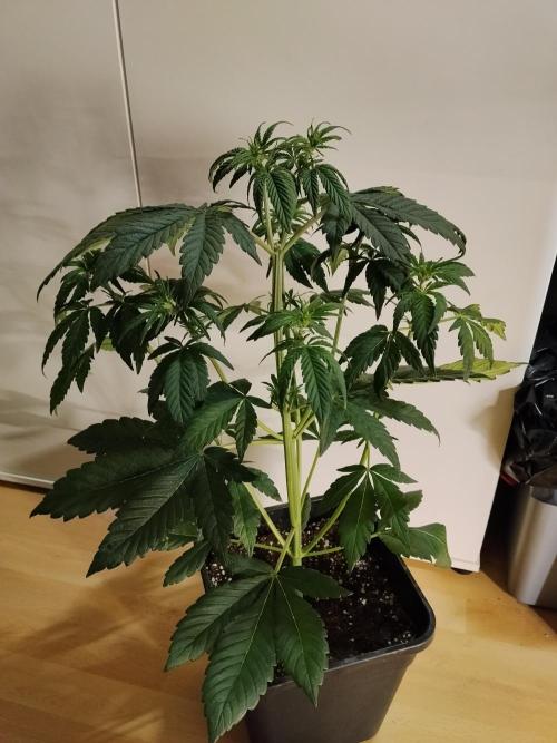 Diablos Delights XL Auto #2. Week 4