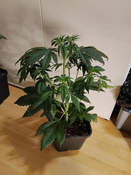 Diablos Delights XL Auto #2. Week 4