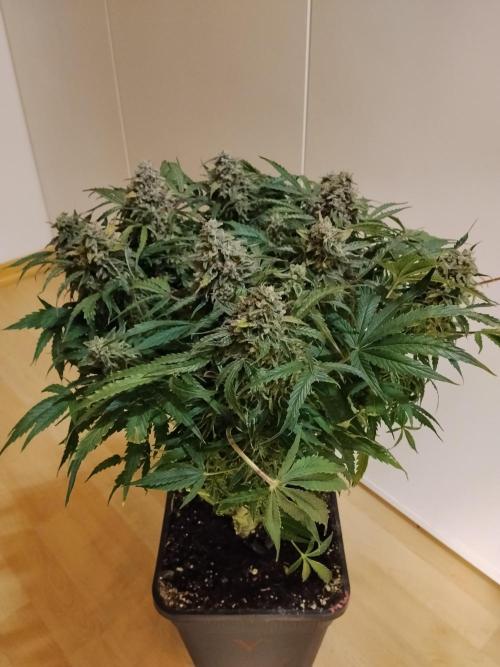 Milkyway F1 Auto RQS. Week 11