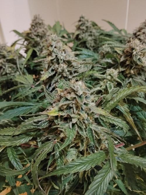 Milkyway F1 Auto RQS. Week 11