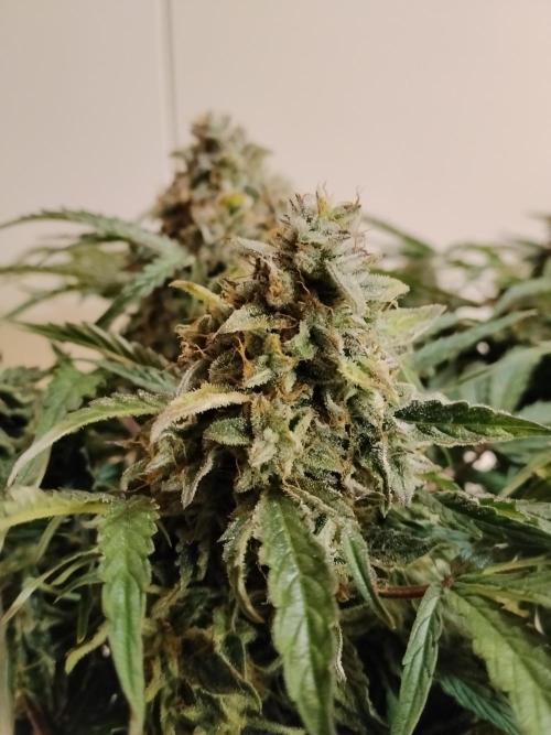 Milkyway F1 Auto RQS. Week 11