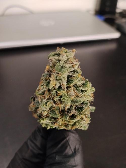 Milkyway F1 Auto RQS. Week 11