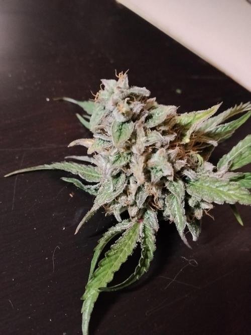 Milkyway F1 Auto RQS. Week 11