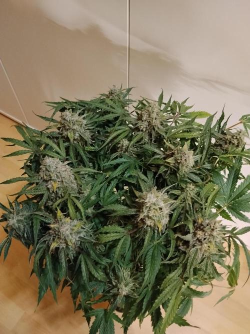 Milkyway F1 Auto RQS. Week 11