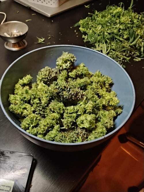 Milkyway F1 Auto RQS. Week 11