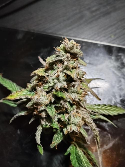 Milkyway F1 Auto RQS. Week 11