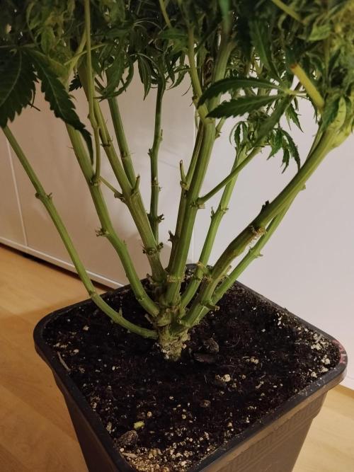 Milkyway F1 Auto RQS. Week 11