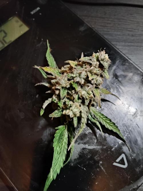 Milkyway F1 Auto RQS. Week 11