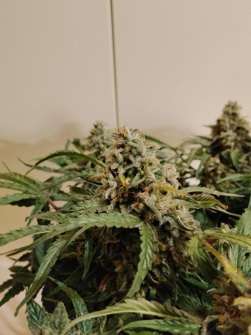 Milkyway F1 Auto RQS. Week 11