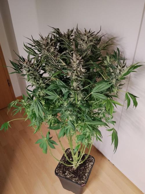 Permanent Marker Autoseeds. Week 11