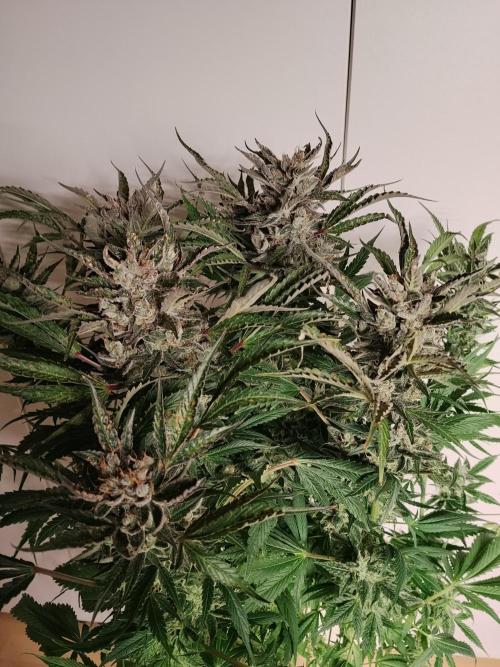 Permanent Marker Autoseeds. Week 11