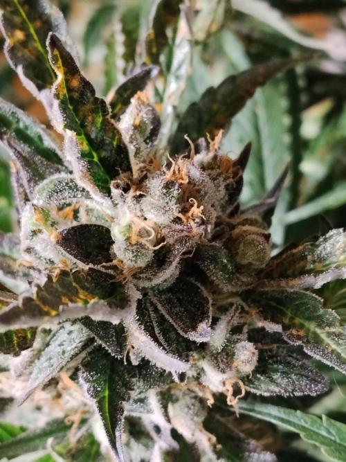 Permanent Marker Autoseeds. Week 11
